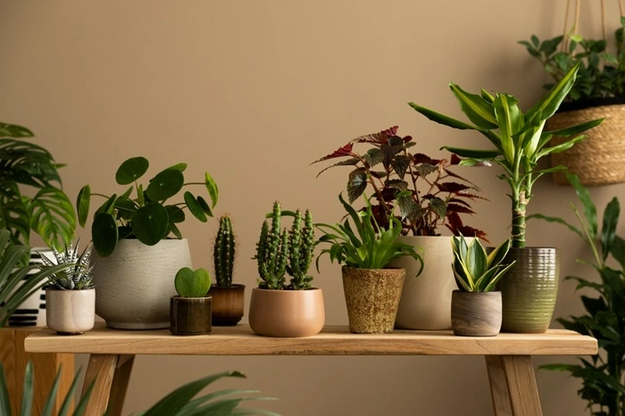 small indoor plants