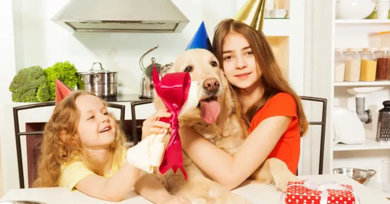 Must-Have Trendy Gifts for Pet Lovers (They’ll Actually Use)